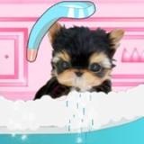 Wash Pets Salon Princess